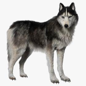 3D Siberian Husky (Rigged) (Fur) model